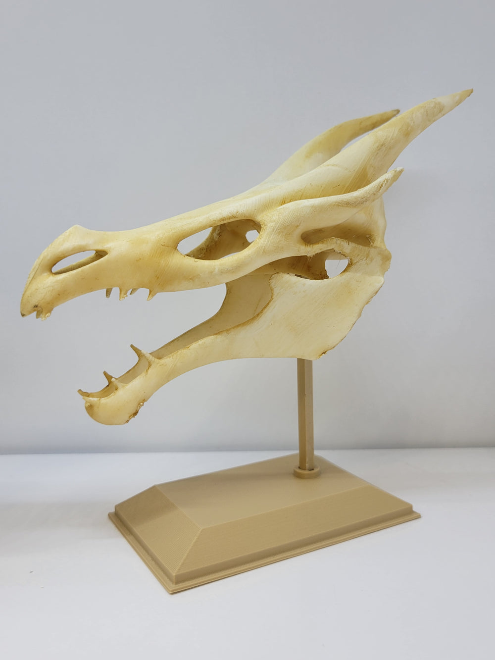 Dragon Skull Replica