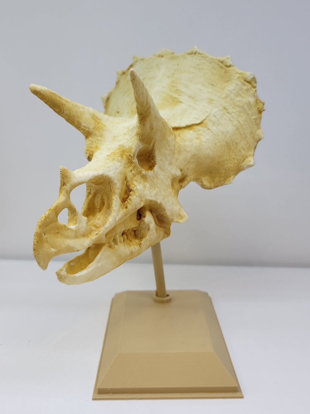 Triceratops Skull Replica