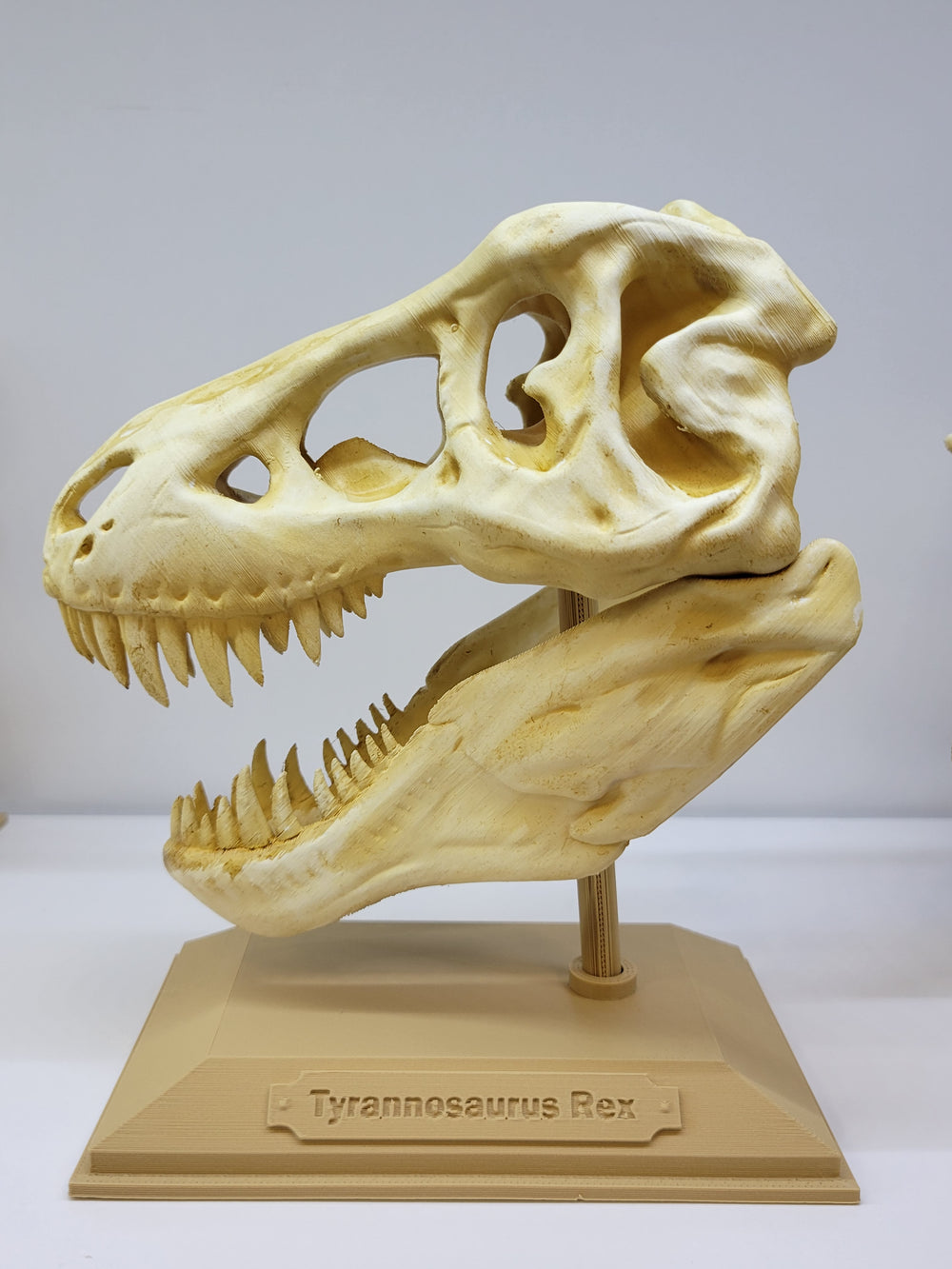 T-Rex Replica Skull