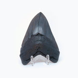Megalodon Shark Tooth Fossil Replica